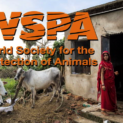 World Society for the Protection of Animals